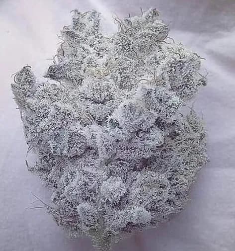 White Widow